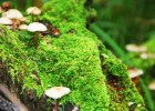 排卵期的卵泡大小，生理学视角下的解读